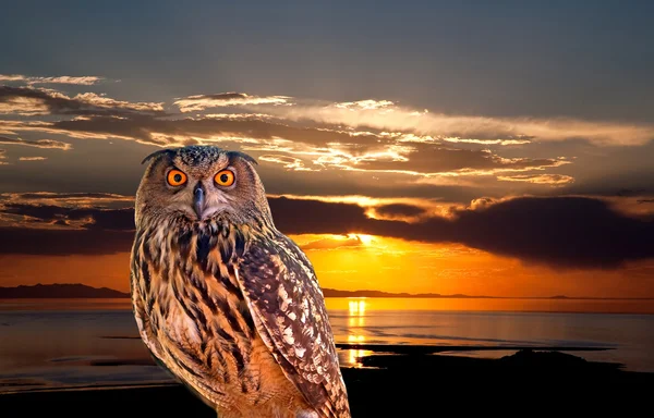 Een uil en zonsopgang op het zoutmeer — Stockfoto