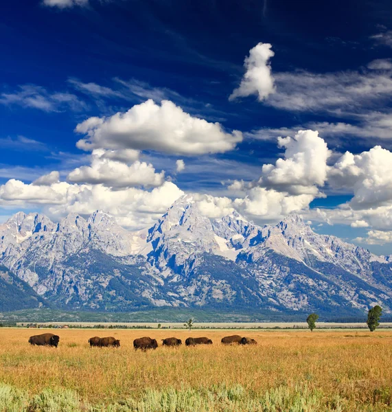 Bizoni v grand teton national park — Stock fotografie