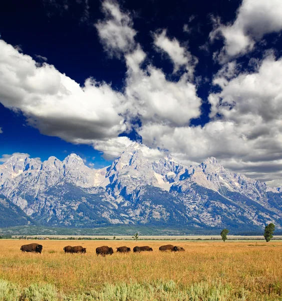 Bisons i Grand Teton nasjonalpark – stockfoto