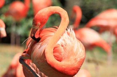 Florida'da bir parkta kırmızı flamingo