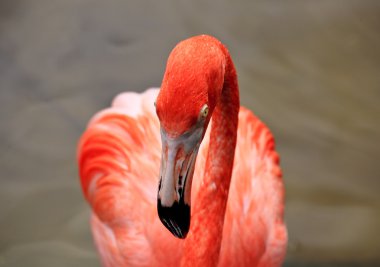 Florida'da bir parkta kırmızı flamingo