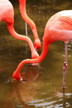 Florida'da bir parkta kırmızı flamingo