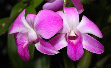 bir meyve bahçesi gösterisinde bir Botanik Bahçesi