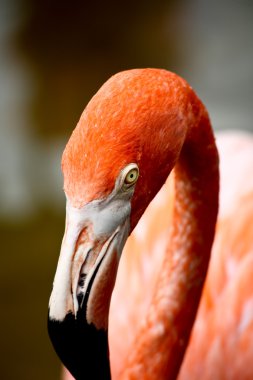 Florida'da bir parkta kırmızı flamingo
