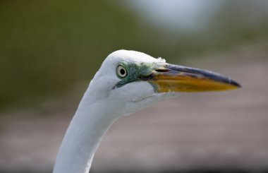 Florida'da bir parkta tropik kuşu
