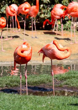 Florida'da bir parkta kırmızı flamingo