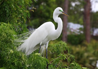 Florida'da bir parkta tropik kuşu