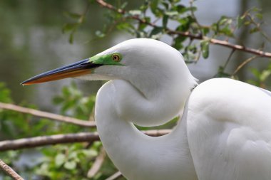 Florida'da bir parkta tropik kuşu