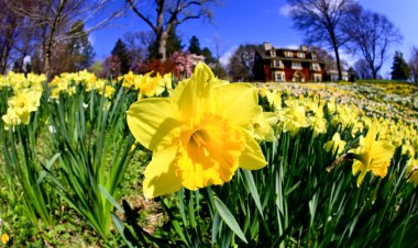 ilkbaharda çiçek açan nergis