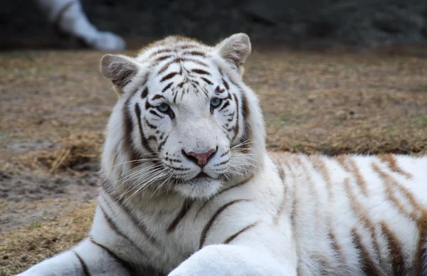 Primer plano tigre blanco — Foto de Stock