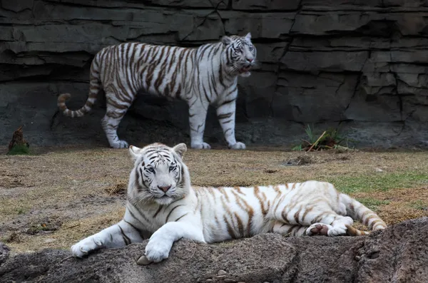 Tigre branco close-up — Fotografia de Stock