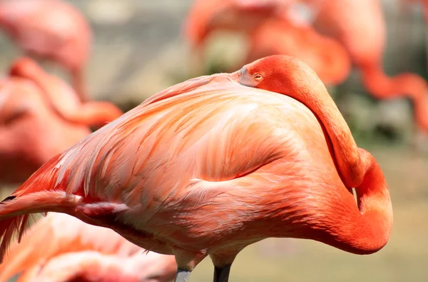 Flamingo vermelho em um parque na Flórida — Fotografia de Stock