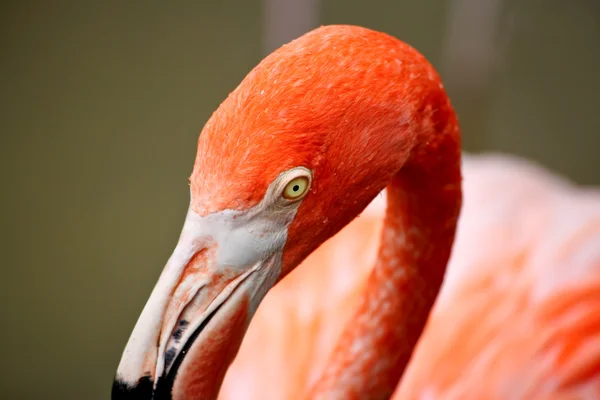 Piros flamingo egy parkban Floridában — Stock Fotó