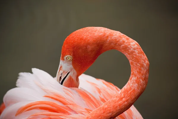 Röd flamingo i en park i florida — Stockfoto