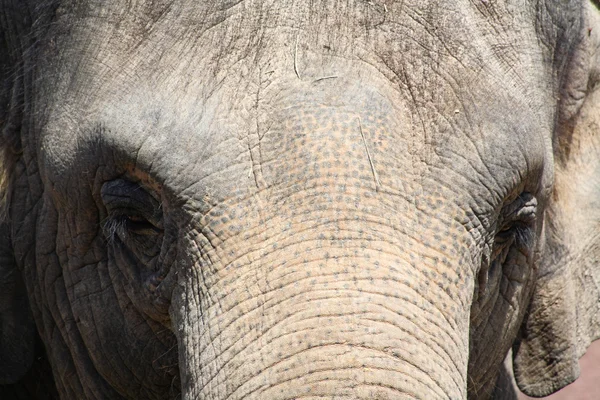 Close-up van een olifant — Stockfoto