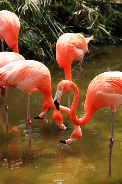 Red flamingo in a park in Florida — Stock Photo, Image