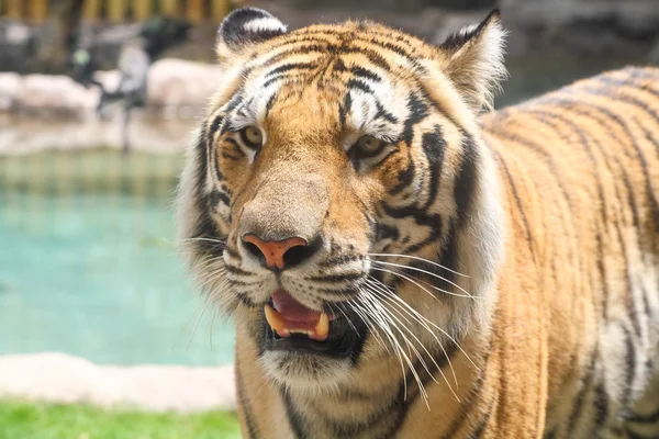 Tigre marrom close-up — Fotografia de Stock