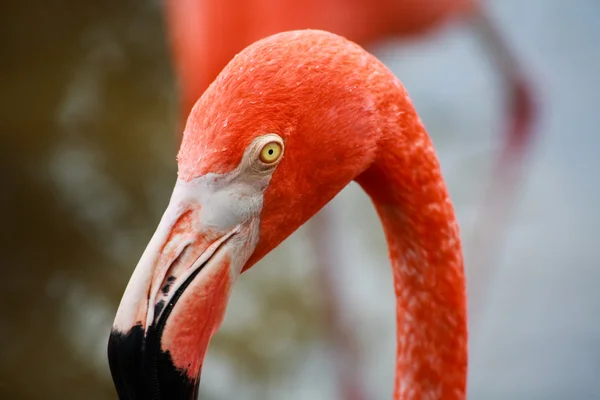 Красный фламинго в парке во Флориде — стоковое фото
