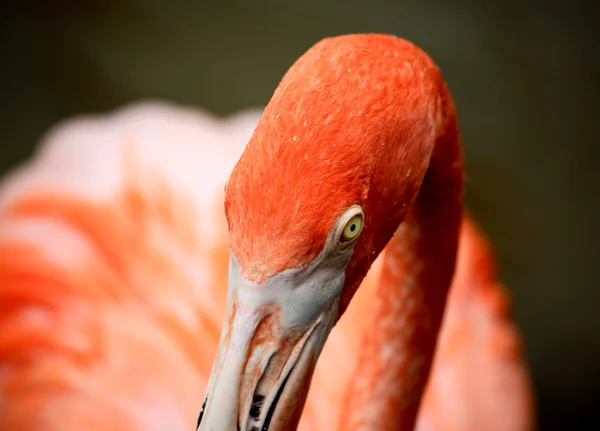 Piros flamingo egy parkban Floridában — Stock Fotó