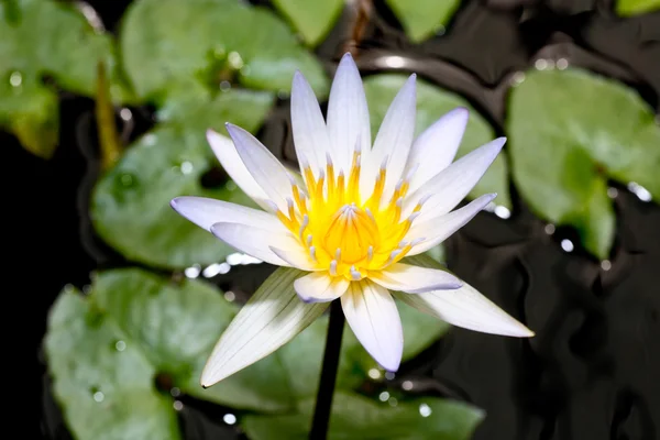 Flores en un jardín botánico — Foto de Stock