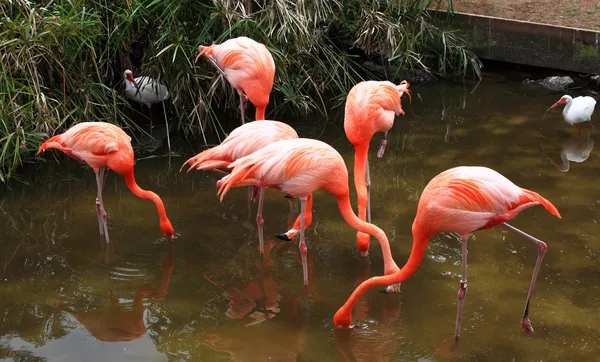 Red flamingo in a park in Florida — Stock Photo, Image