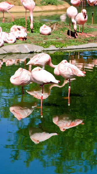 Flamenco rojo en un parque en Florida — Foto de Stock