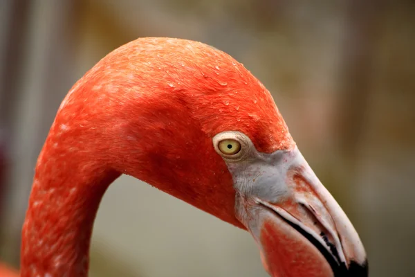 Röd flamingo i en park i florida — Stockfoto