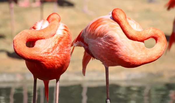 Flamingo vermelho em um parque na Flórida — Fotografia de Stock