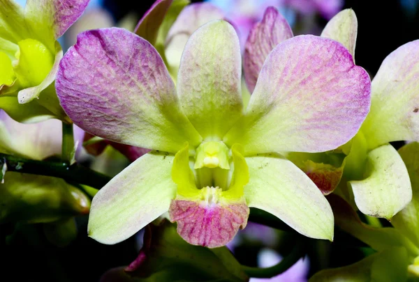 Un spectacle de vergers dans un jardin botanique — Photo