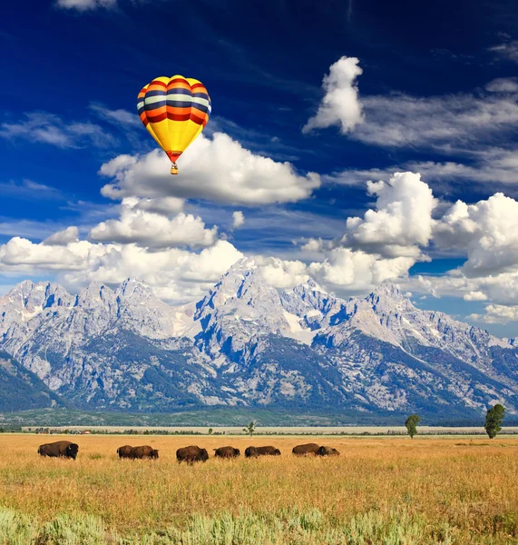 Bisonoxar på antelope lägenheter i grand teton national park — Stockfoto