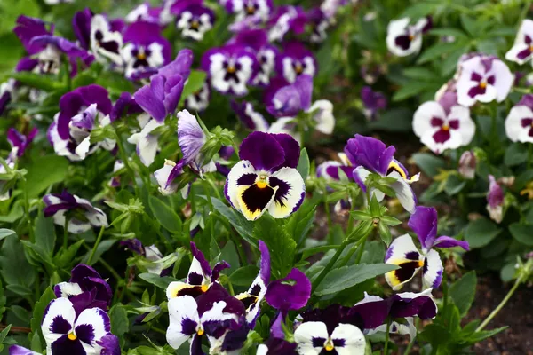 Flowers at a botanic garden — Stock Photo, Image