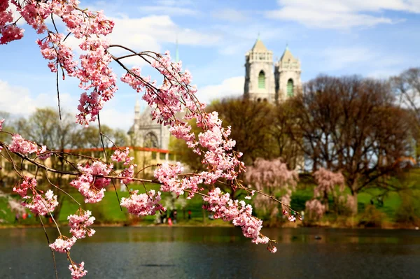 El Festival de las Flores de Cerezo en Nueva Jersey —  Fotos de Stock