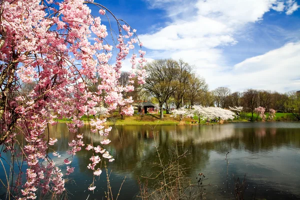 Festival Cherry Blossom di New Jersey — Stok Foto