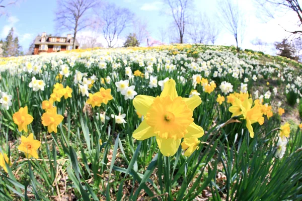 Die Narzissenblüte im Frühling — Stockfoto