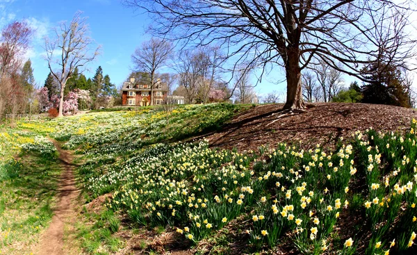 O narciso florescendo na primavera — Fotografia de Stock