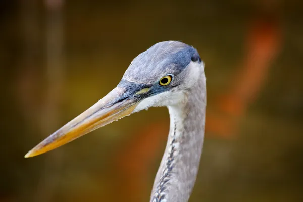 Tropischer Vogel in einem Park in Florida — Stockfoto