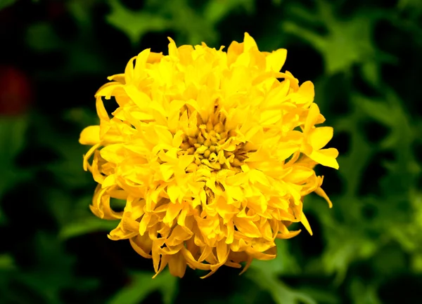 Blommor på en botanisk trädgård — Stockfoto