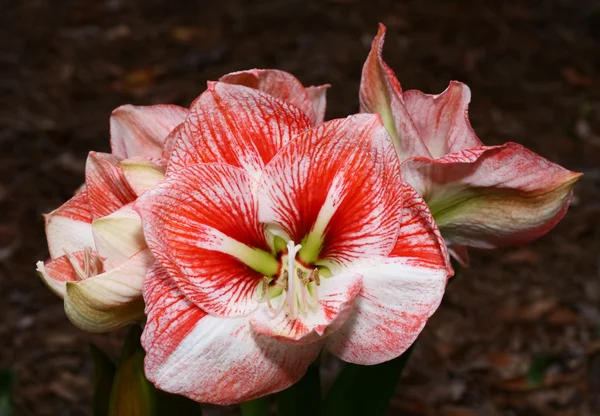 Flowers at a botanic garden — Stock Photo, Image