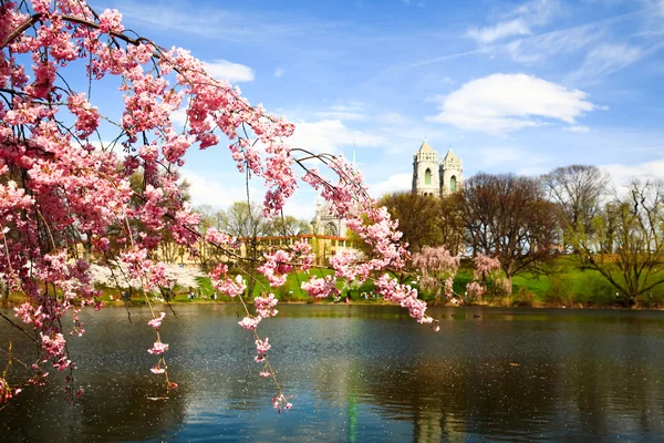 O Festival da Flor de Cerejeira em Nova Jersey — Fotografia de Stock