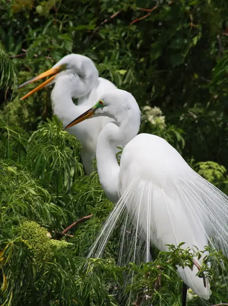 Tropischer Vogel in einem Park in Florida — Stockfoto