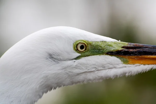 Pássaro tropical em um parque na Flórida — Fotografia de Stock