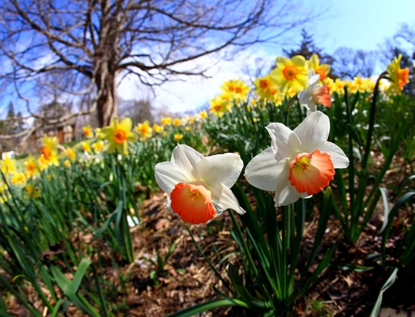 Die Narzissenblüte im Frühling — Stockfoto