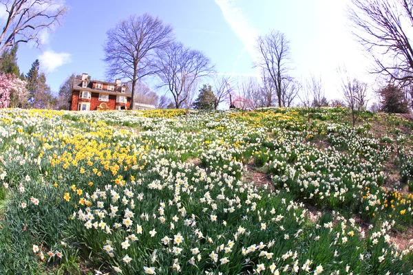 The daffodil blooming in spring — Stock Photo, Image