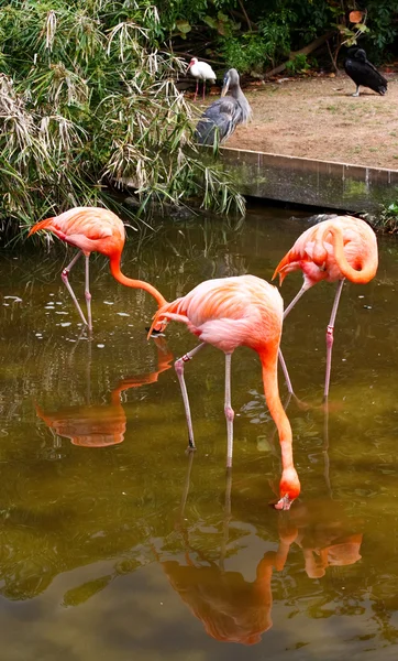 Red flamingo in a park in Florida — Stock Photo, Image