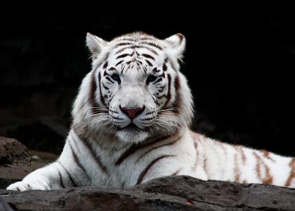 Tigre branco close-up — Fotografia de Stock