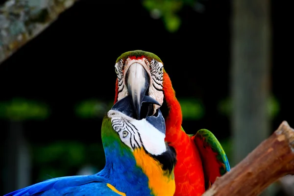 Speaking parrot closeup — Stock Photo, Image