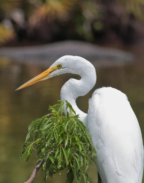 Tropischer Vogel in einem Park in Florida — Stockfoto