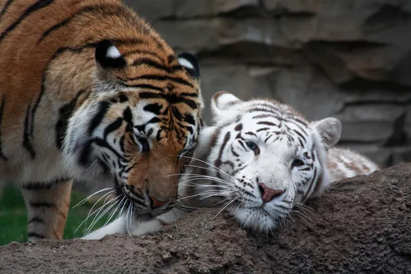 Dois tigres estão jogando — Fotografia de Stock