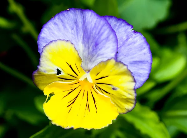 Flores en un jardín botánico — Foto de Stock