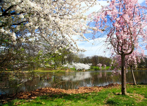 O Festival da Flor de Cerejeira em Nova Jersey — Fotografia de Stock